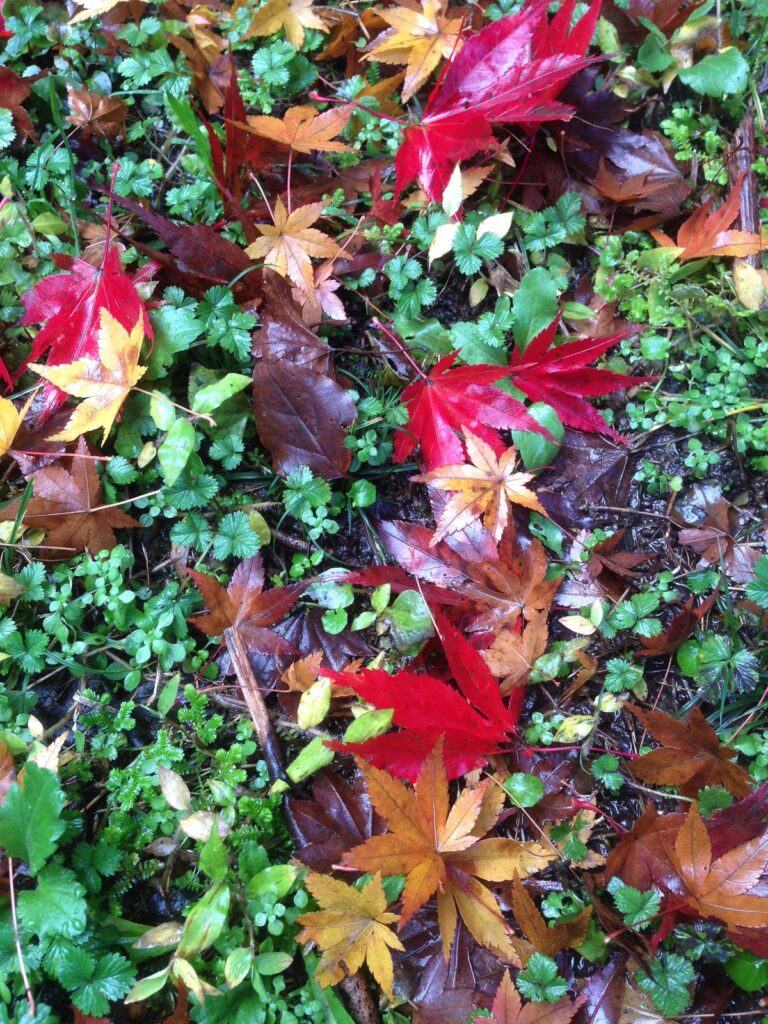 名栗の紅葉の落ち葉