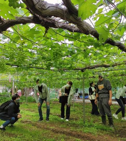 マキノキ園の果樹園