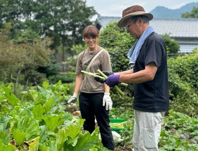 名栗ルバーブの会の畑で収穫するようす｜埼玉県飯能市名栗